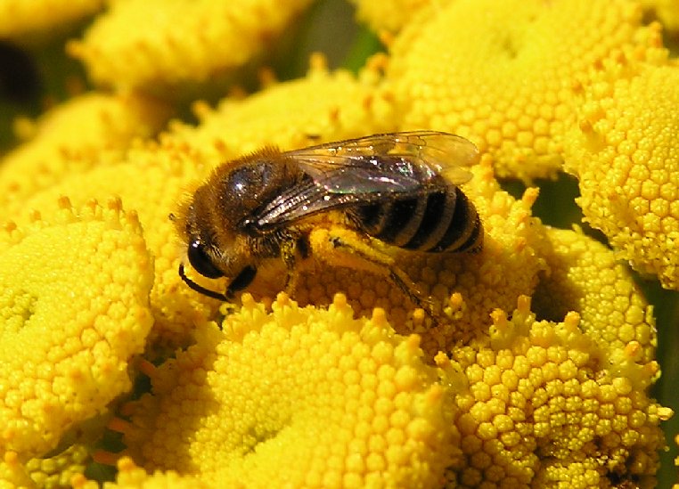 Plasterer bee
