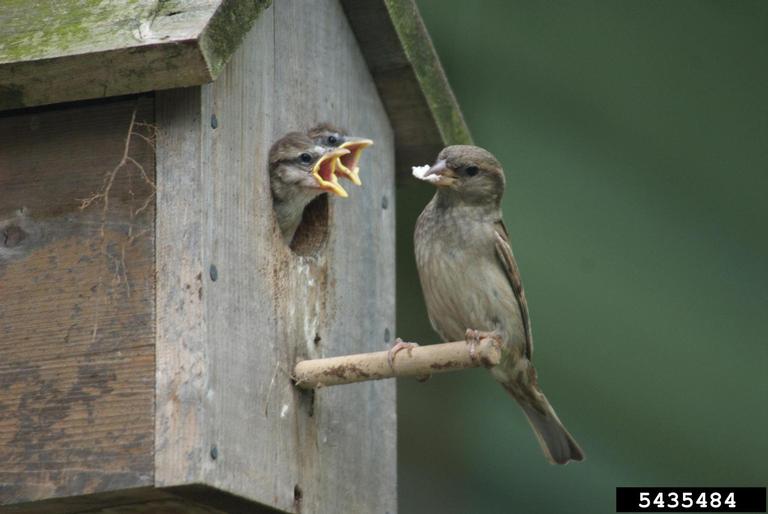 Sparrow and nestlings
