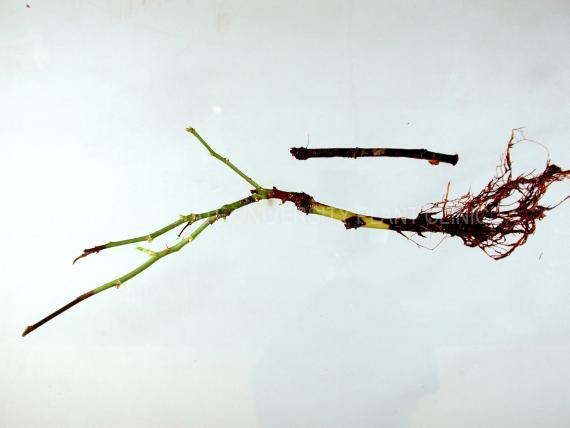 fusarium stem rot