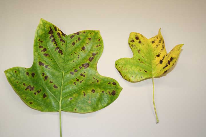 leaf spot