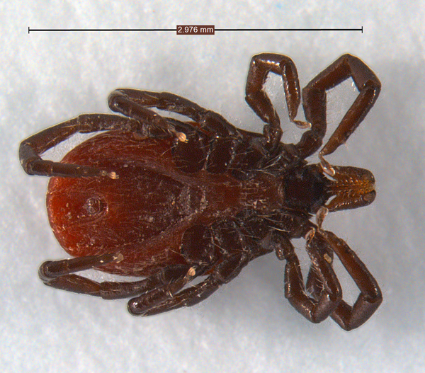 ventral picture of female ixode