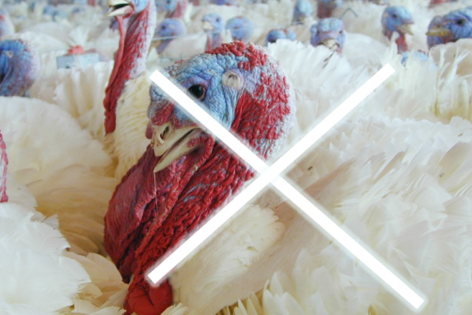 Avian flu chicken
