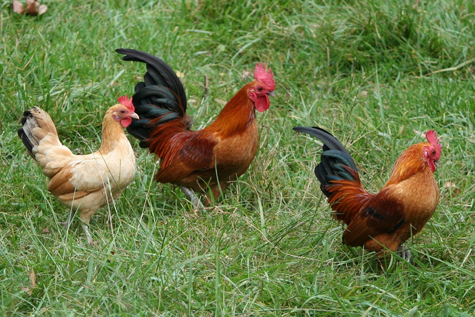 Chicken Flock