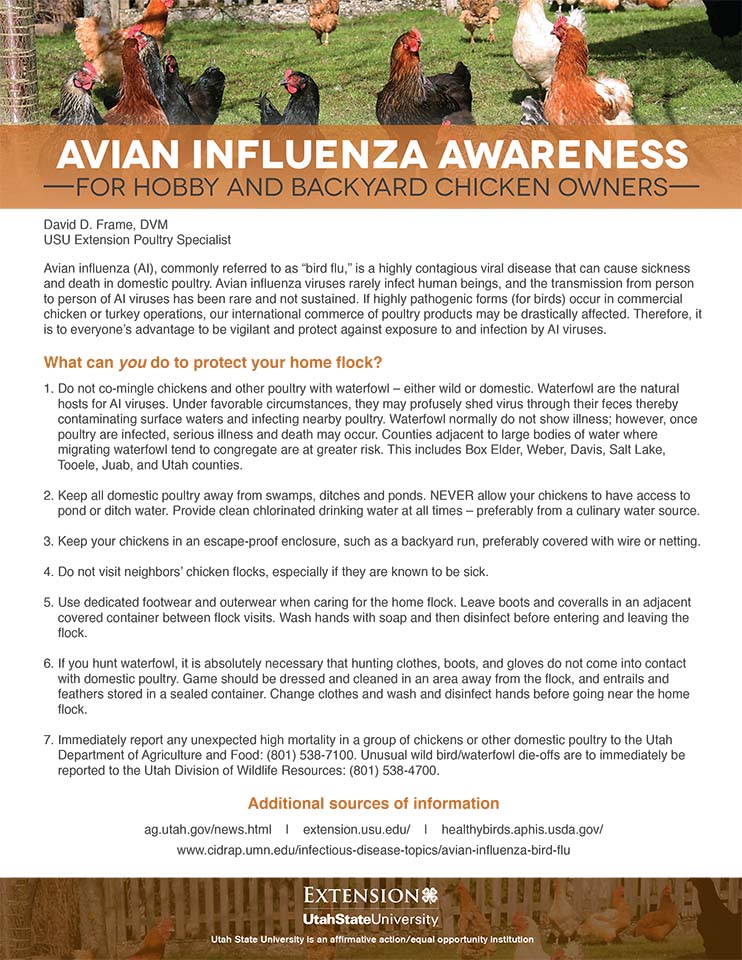 Avian Influenza Awareness flyer.