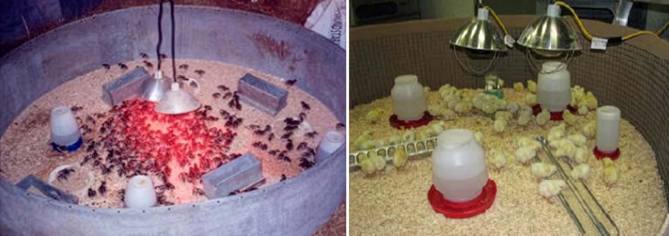Two images of baby poultry in circular rings with bedding under heat lamps with feeders and waterers.
