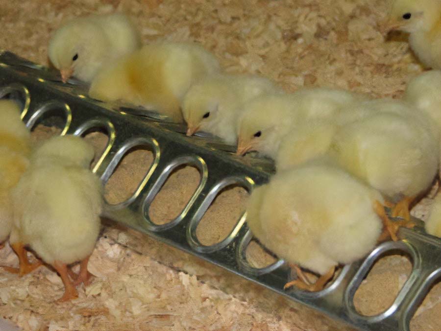 Chicks at a metal trough feeder.