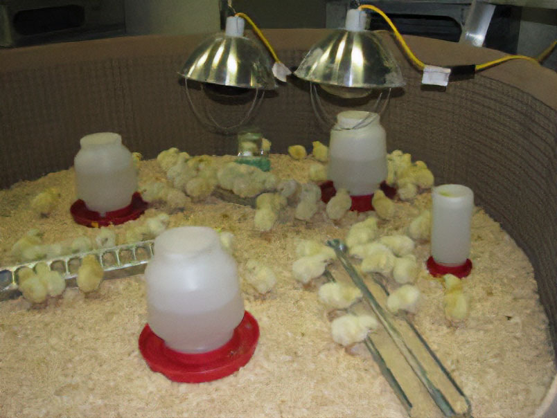 Chicks under heat lamps with feeders, waterers and bedding in a round brooder ring.