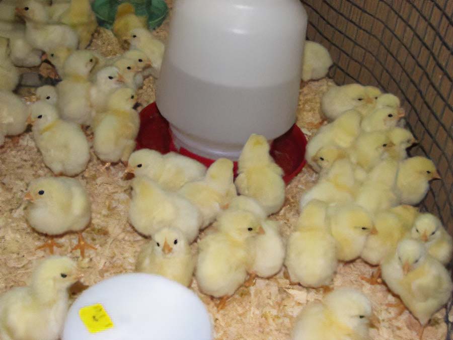Chicks congregating near a white plastic waterer with a red base.