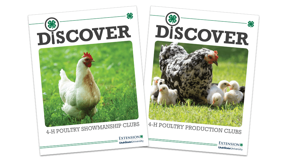 Discover 4-H Poultry Showmanship and Production Club covers.
