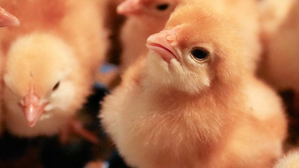 A group of baby chicks.