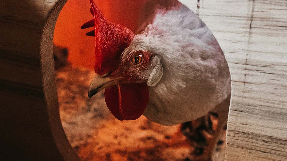 A white peaking head through a nesting box.