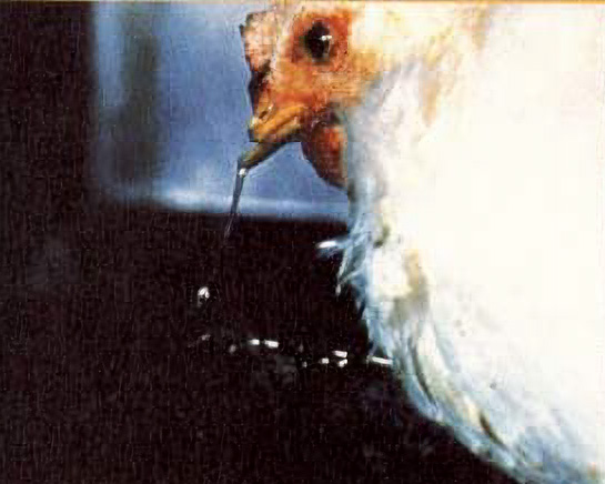 White chicken with clear discharge from beak.