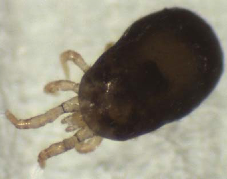 Magnified northern fowl mite, a plump dark oval with eight pale legs.
