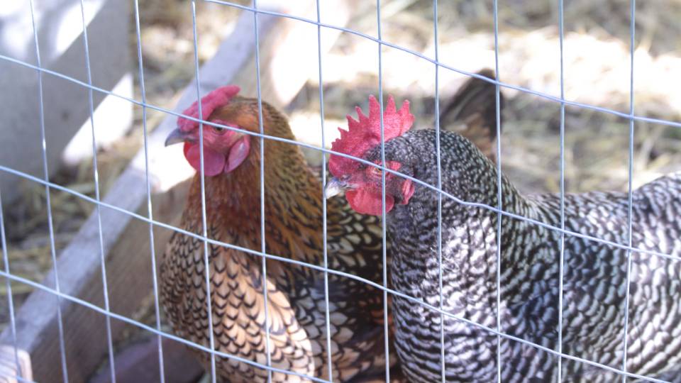 Preparing Your Bird for the Poultry Showmanship Contest