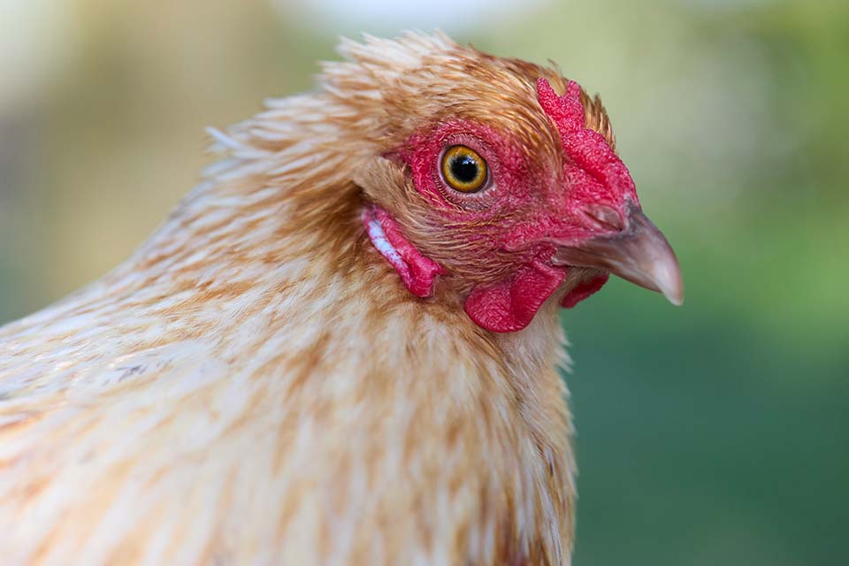 White and brown speckled chicken against blurred green and blue background.