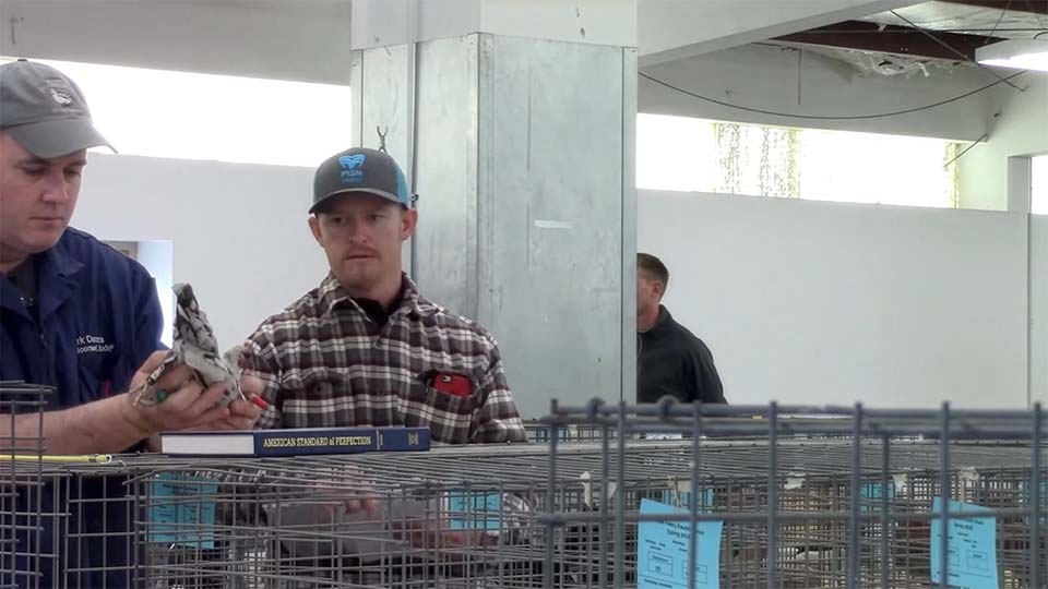 A poultry judge inspects a bird.