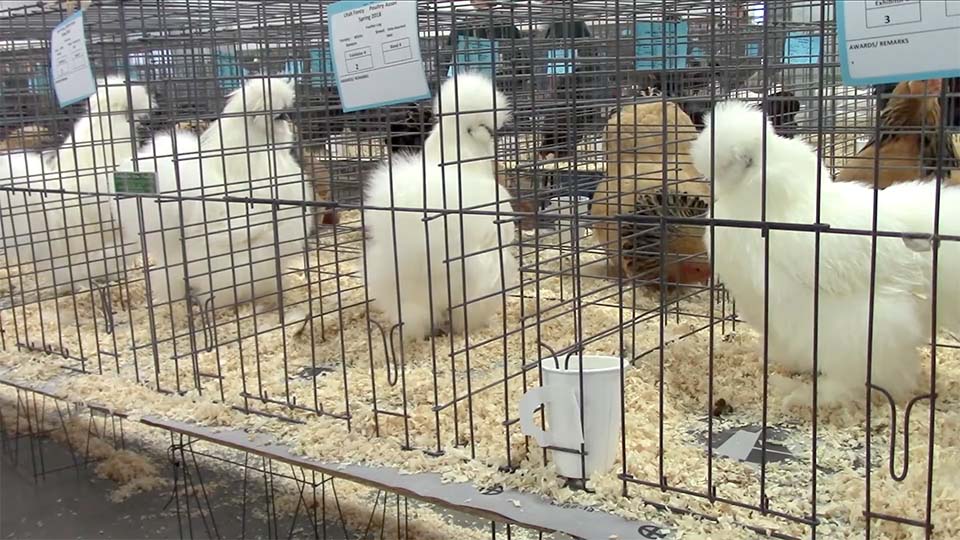 White silky chickens in show pens.