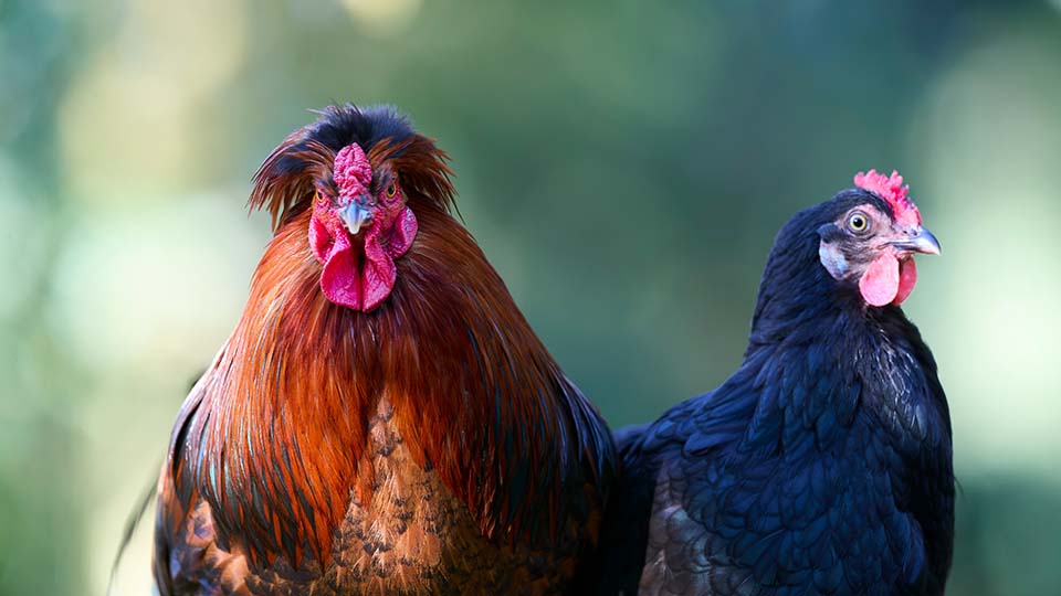 A brown rooster with a prominent crest on and a black hen.