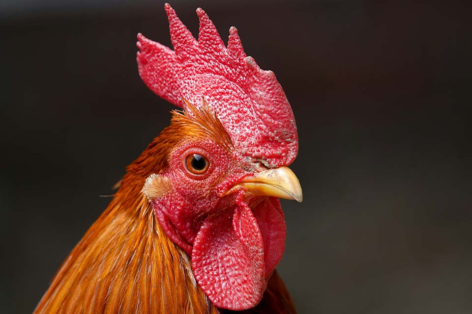 Closeup of a red rooster on a dark background.