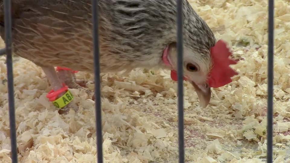 A show chicken pecks at bedding in an exhibition pen.