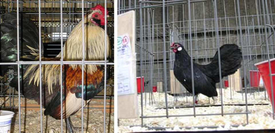 Left: A buff-and-black rooster in a cage. Right: A black hen in a metal show pen with wood shavings and red plastic cup waterers.