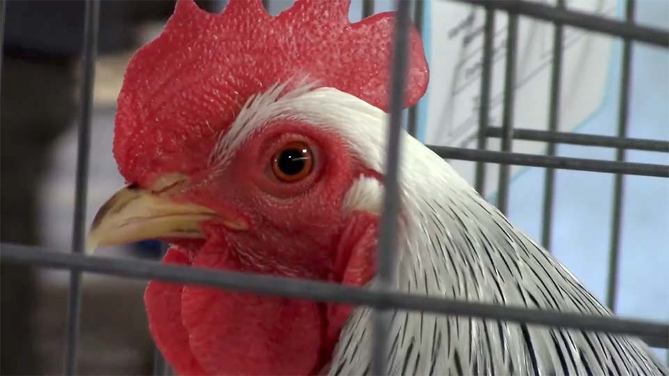 Rooster with bright red comb and wattles and white neck feathers in a show pen.