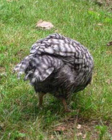 Bird with tail feathers parted in the middle with a visible gap down the center.