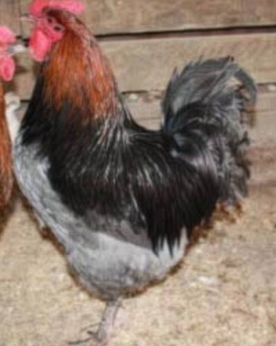 Rooster with tail feathers curved upward and forward over the back, showing squirrel tail.