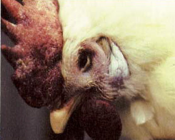 White chicken with head down, inflamed face and comb.