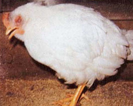 White chicken with beak parted, eyes puffy and iflamed neck.
