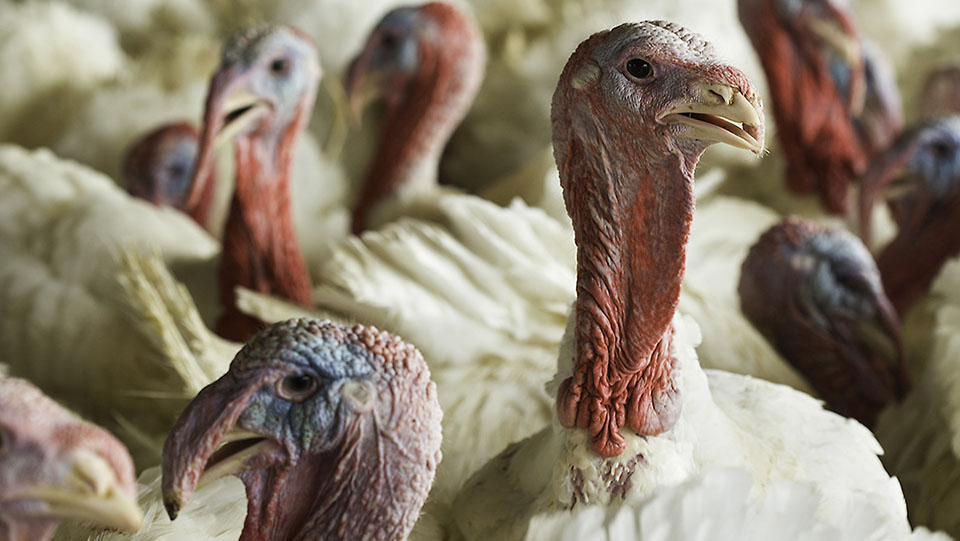 A flock of white turkeys