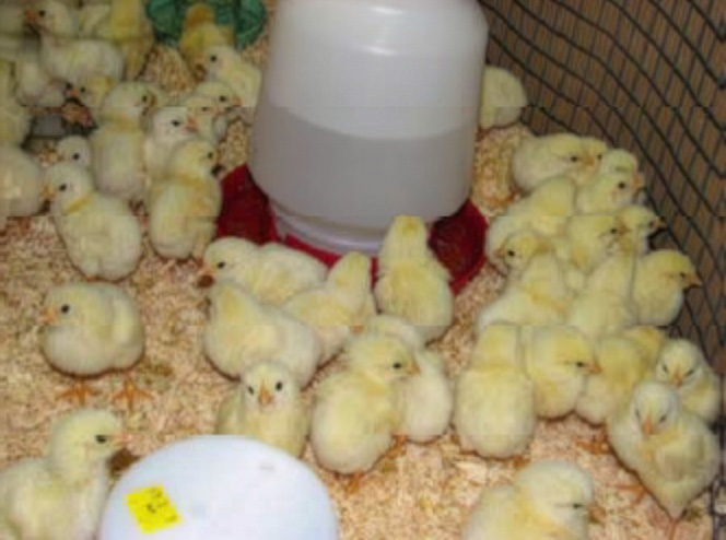 Baby poultry in a brood ring with a white waterer with red base.
