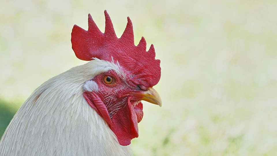 A white rooster