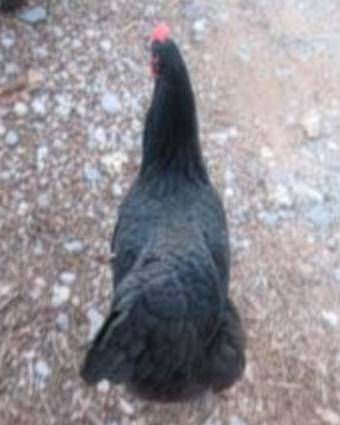 Black chicken with wry tail condition, showing twisted tail feathers bent to one side.
