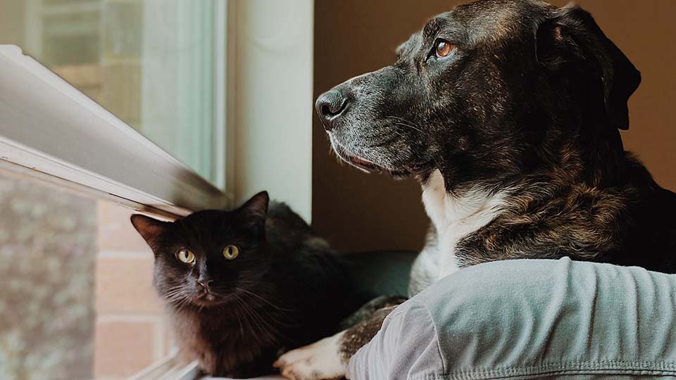 Dog and cat looking out a window