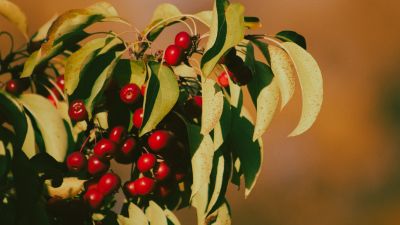 Chokecherries
