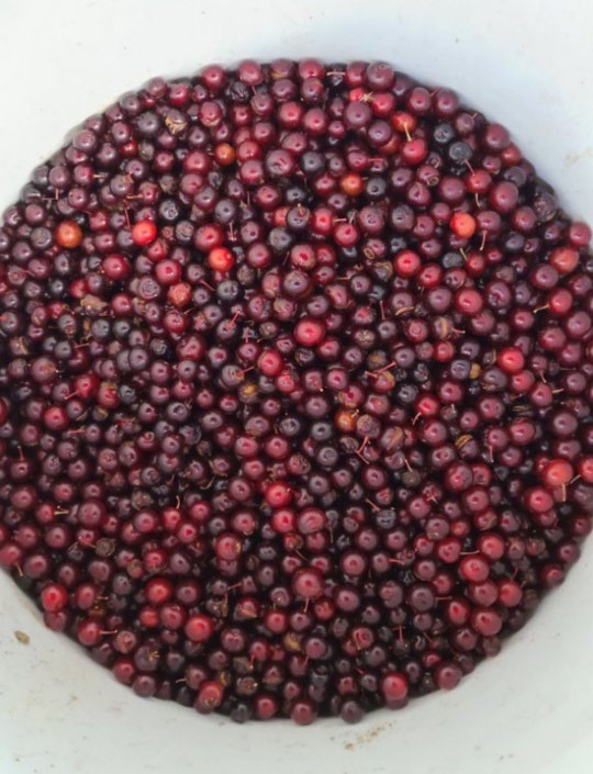 Red chokecherries in the bottom of a white bucket.
