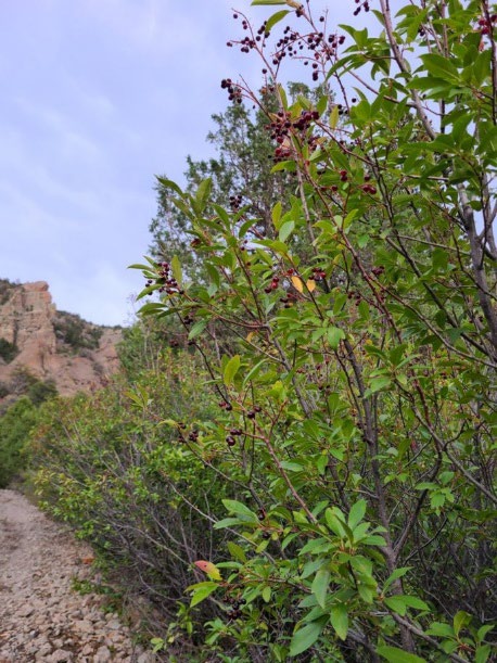 Chokecherries on plants along a path.