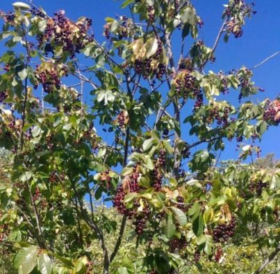 A chockcherry plant full of red and large chokecherries.