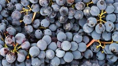 hoe druiven te conserveren