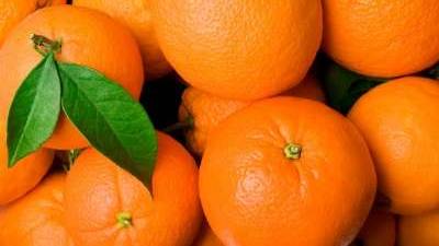 Grapefruit or Oranges