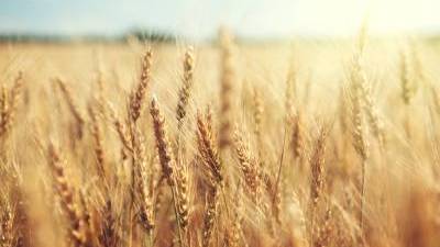 小麦の保管