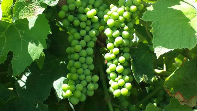 grape cluster on plant