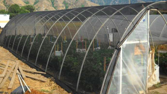 High tunnel covered with Shade Cloth