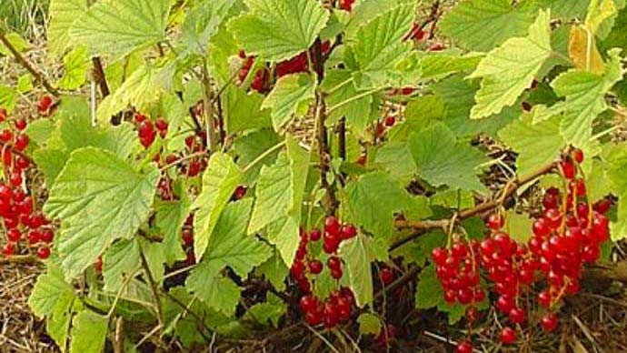 red currant bush