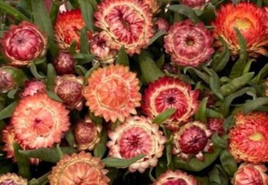 Apricot Peach strawflower
