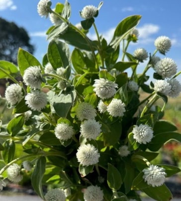Audray White gomphrena