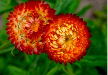 Copper Red strawflower