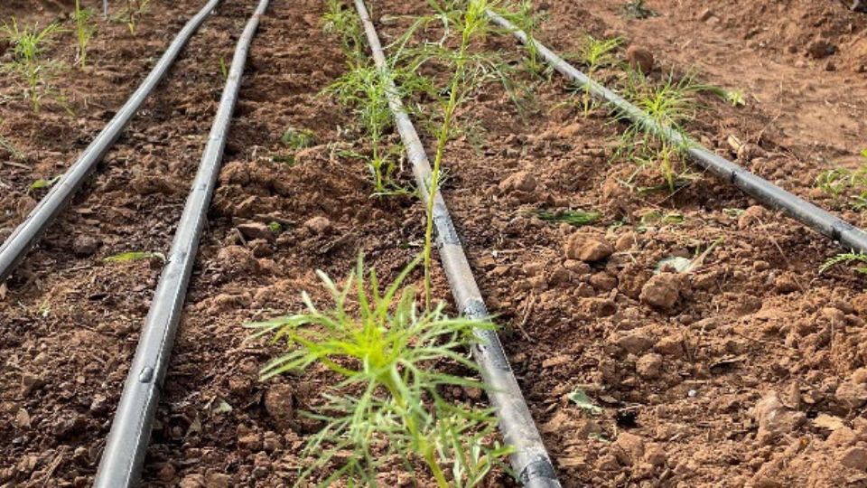 Drip irrigation pipes in the dirt.