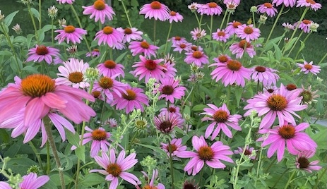 Echinacea flowers